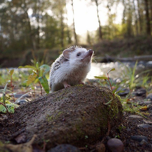 hedgehog stone