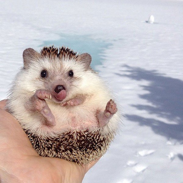 hedgehog tongue snow