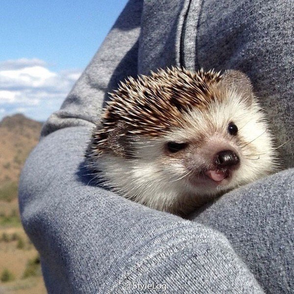 hedgehog tongue