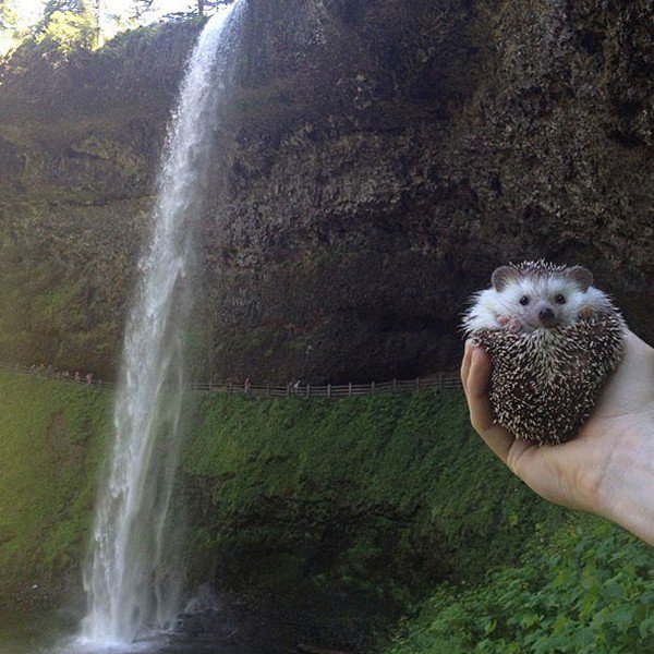 hedgehog water fall