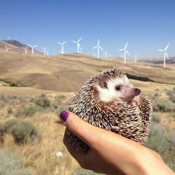 hedgehog windfarm