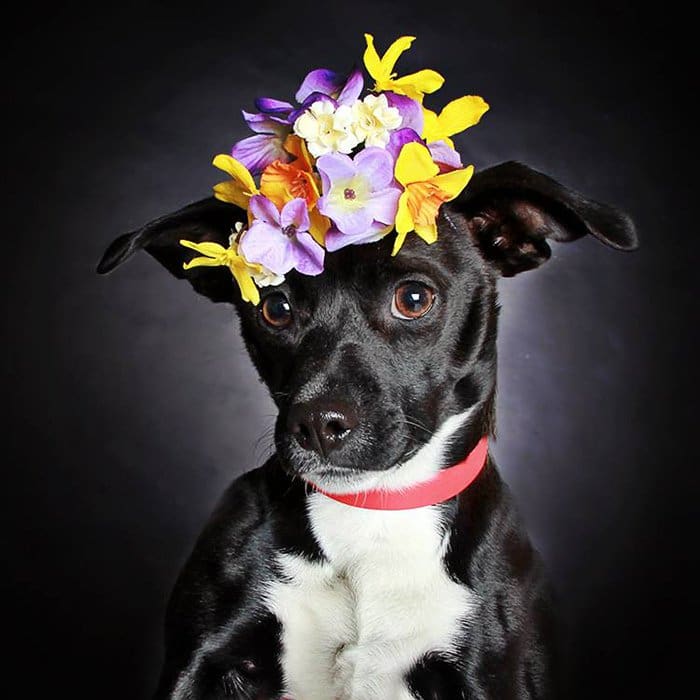 homie dog with flowers