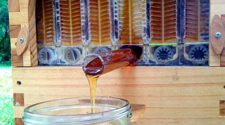 honey pouring beehive