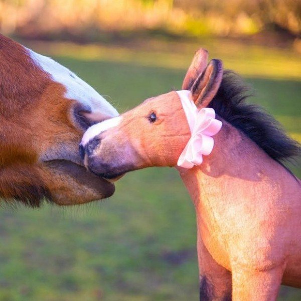 horse mouth and plushie