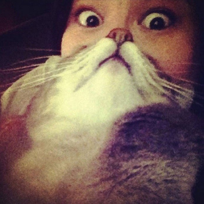 huge eyes cat beard