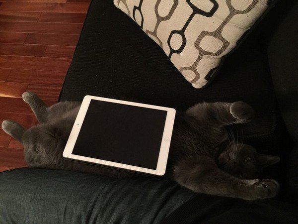 ipad cat