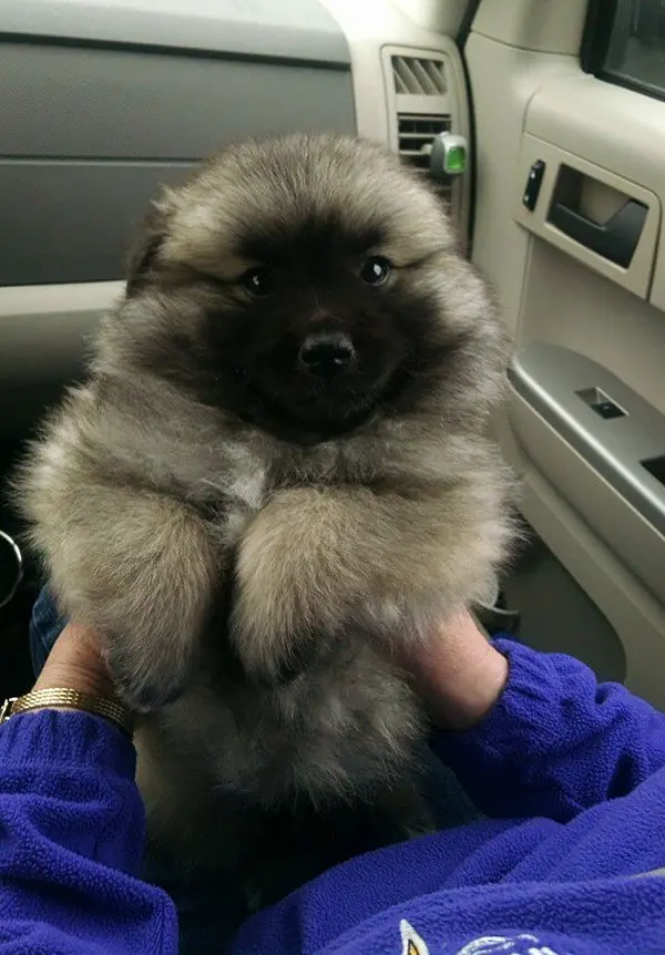 keeshond american eskimo mix