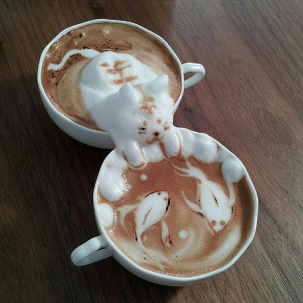 latte cat fish