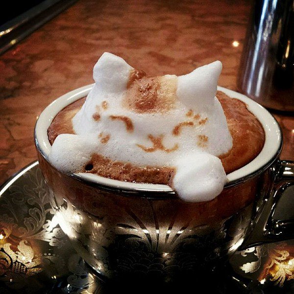 latte cat