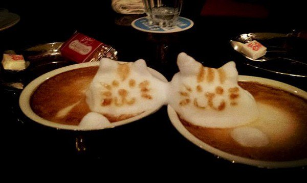 latte cats