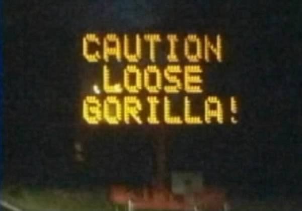 loose gorilla sign