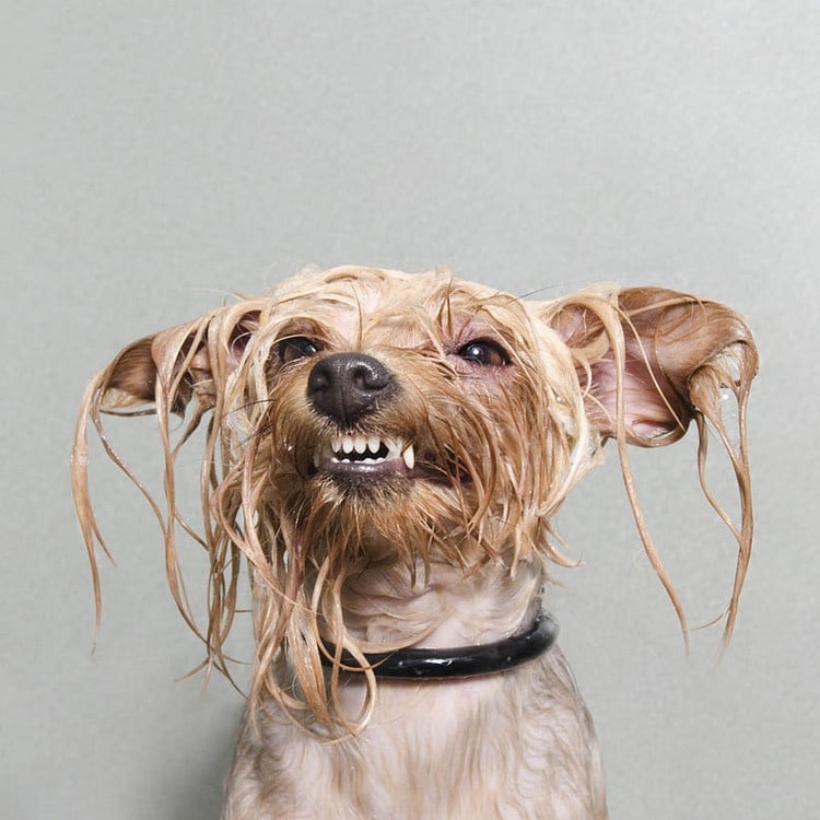 messy teeth wet dog