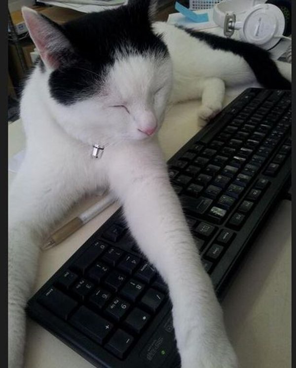 office-cats-keyboard