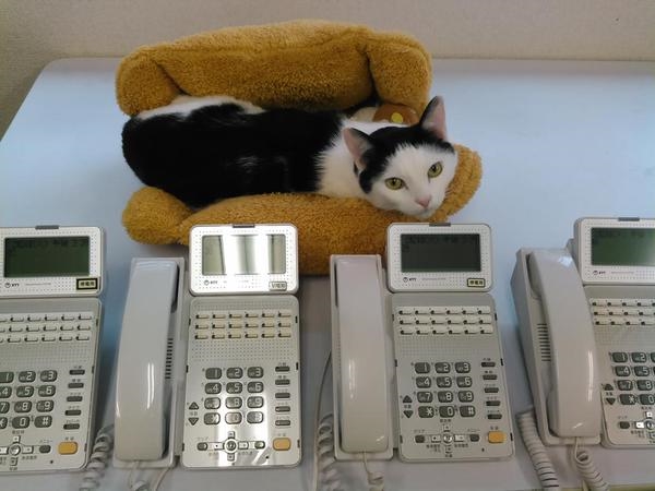 office-cats-phone