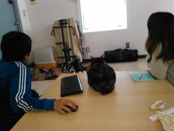 office-cats-presentation