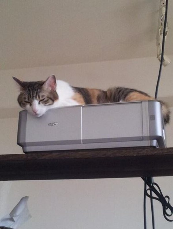 office-cats-printer