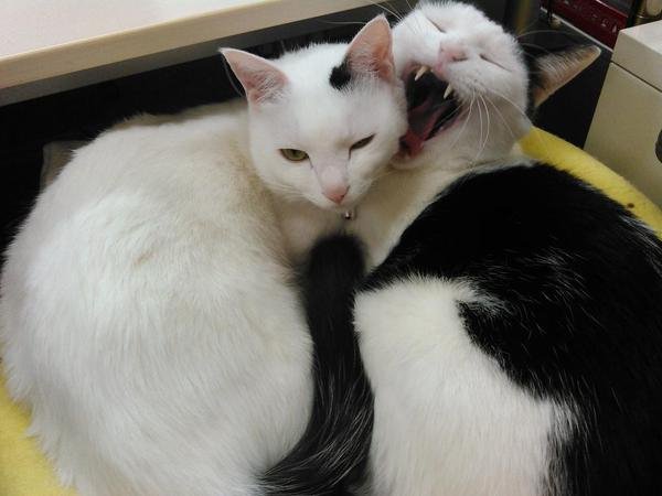 office-cats-snuggle