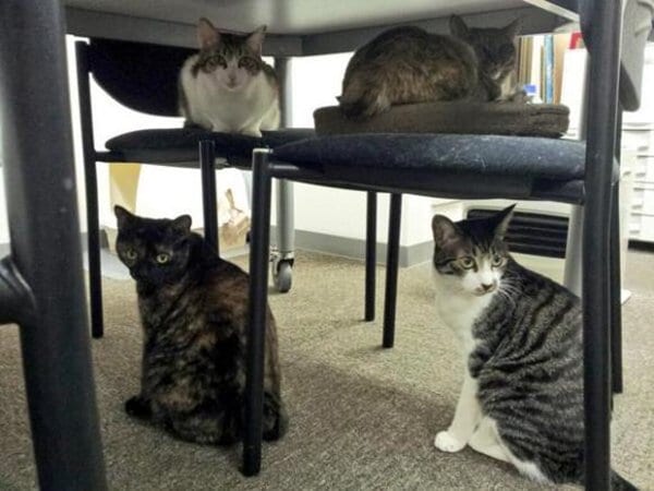 office-cats-table