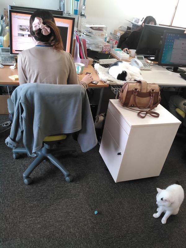 office-cats-work