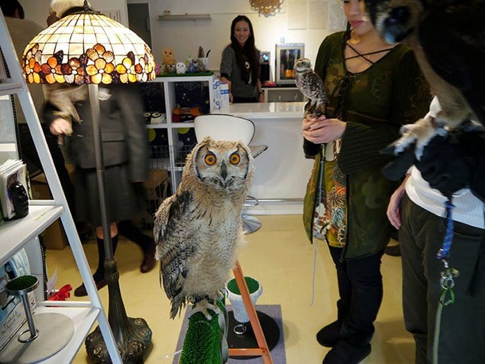 owl audience