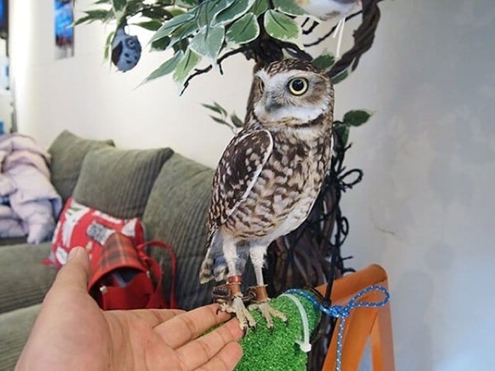 owl hand