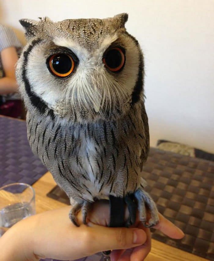 owl on hand