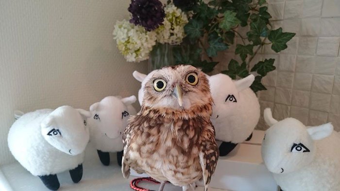 owl toy sheep