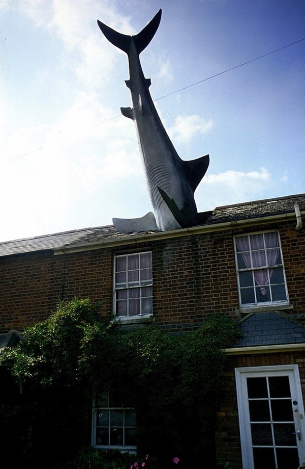 oxford-shark