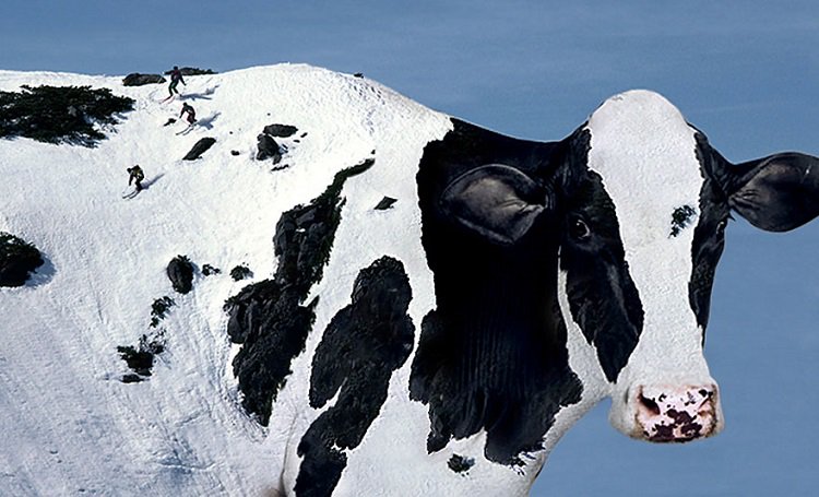 photo-manipulation-cow-mountain