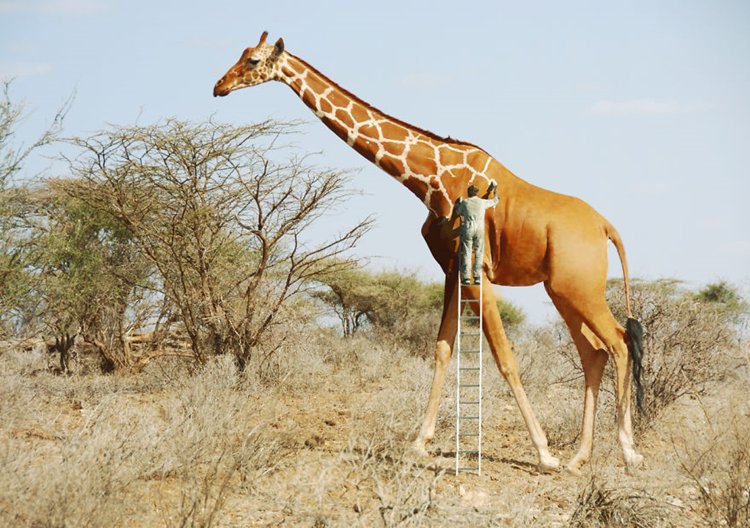 photo-manipulation-giraffe