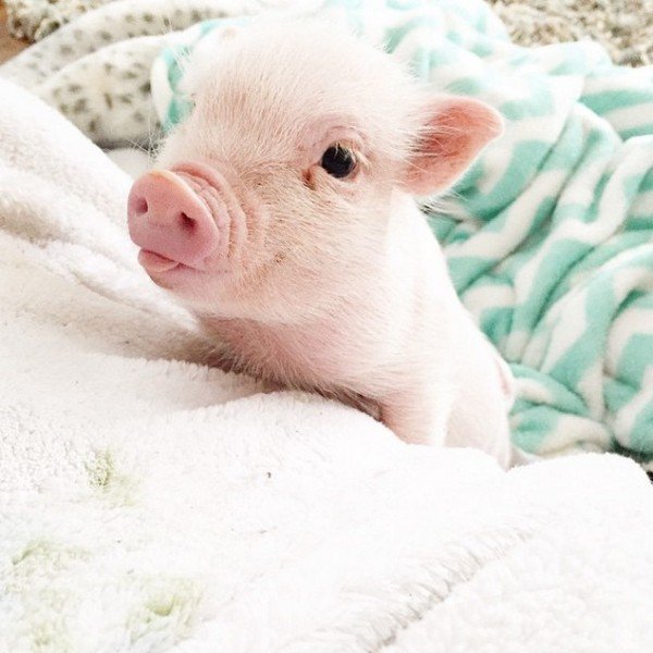 pig close up