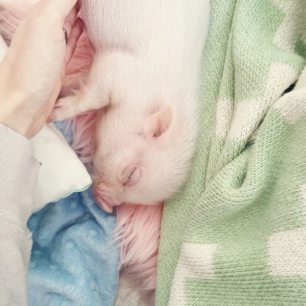 pig hand sleeping