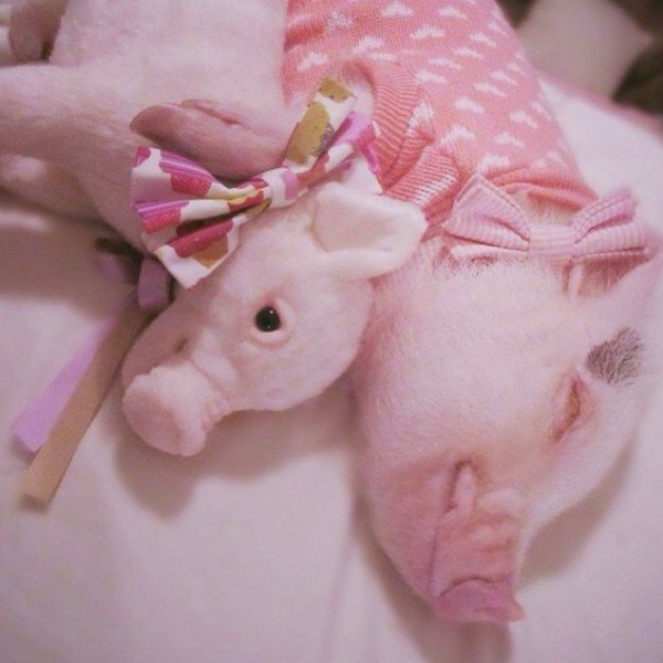 pig sleeping and plushie