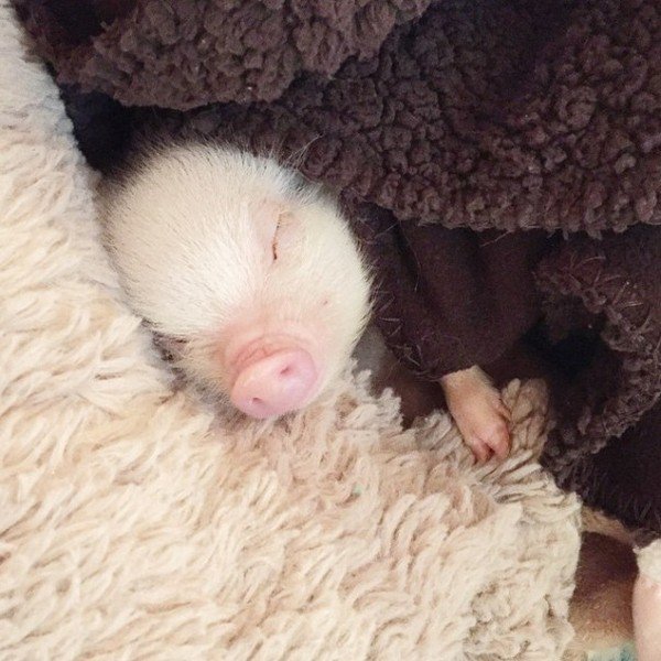pig sleeping blanket