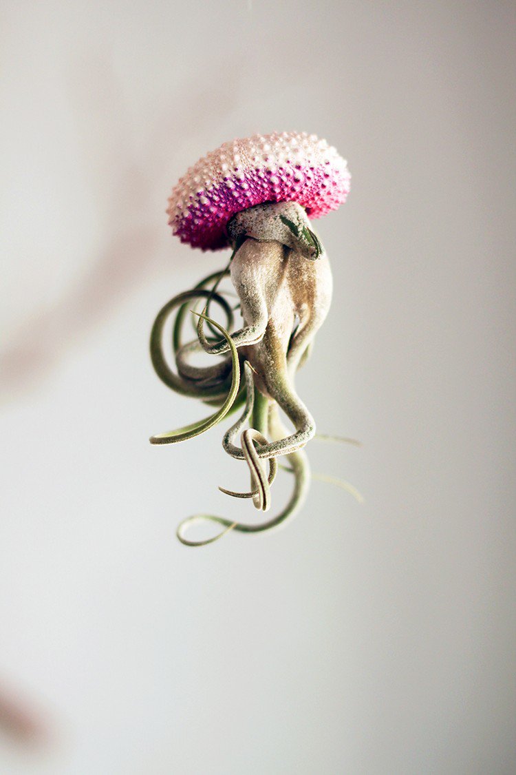 pink air plant jellyfish