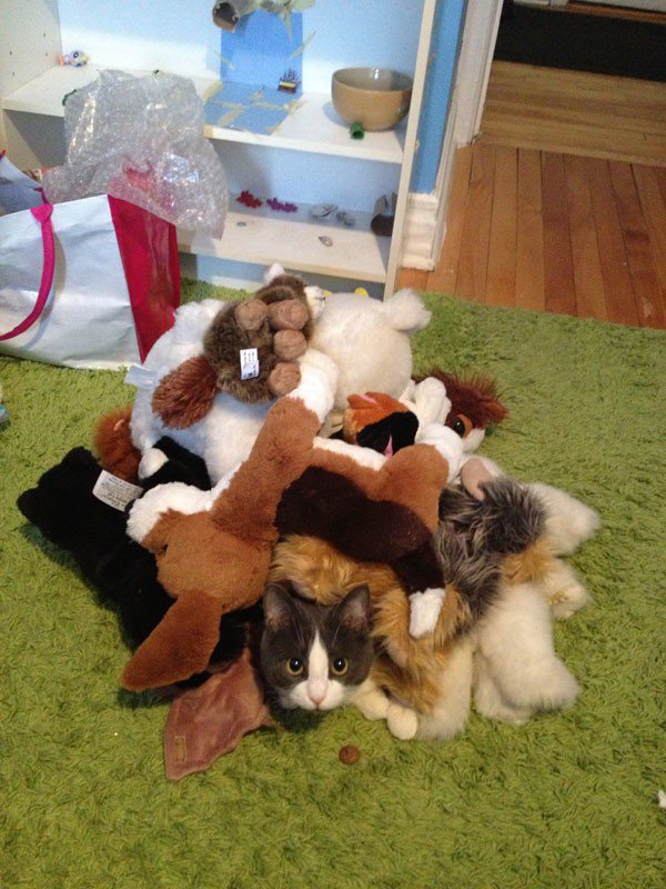 plushies on cat