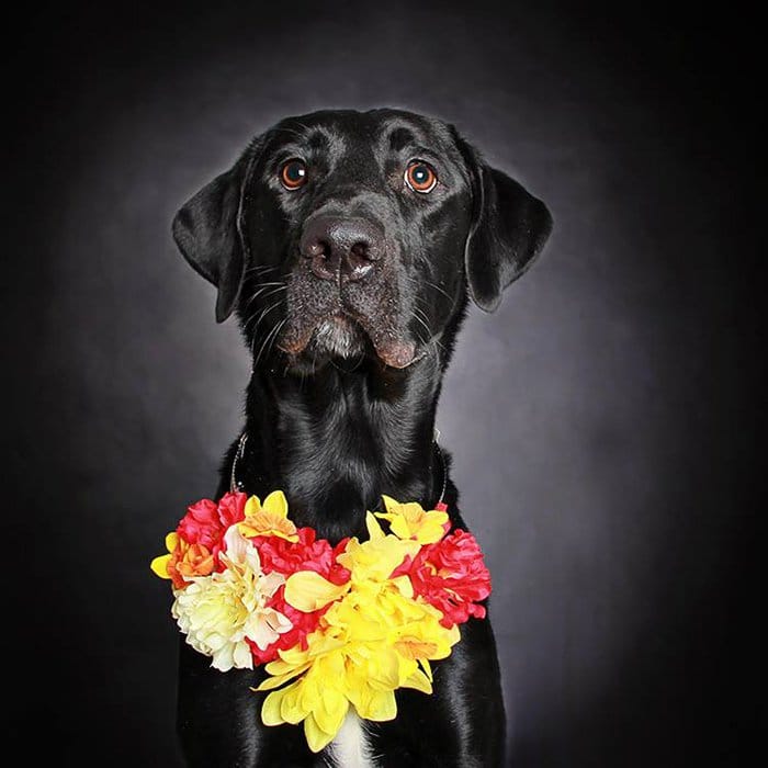 potato dog with flowers