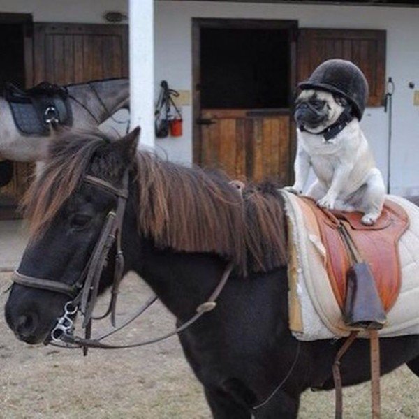 pug horseriding