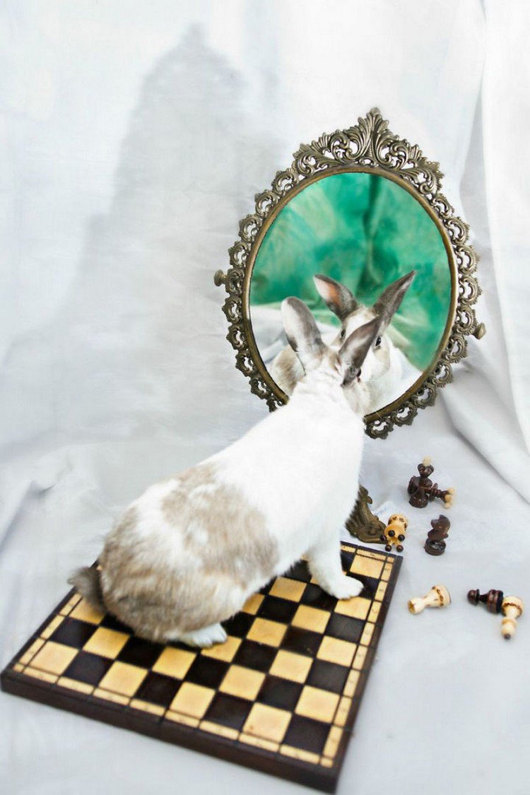 rabbit chess board mirror
