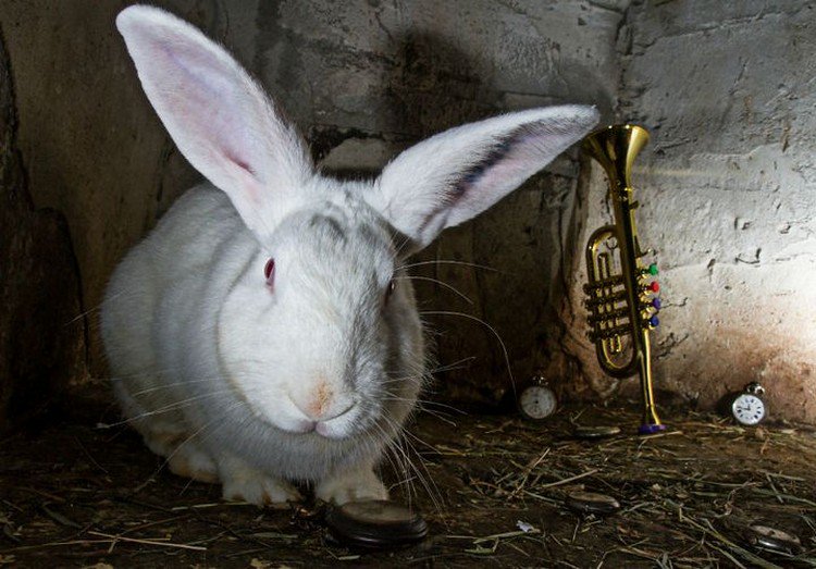 rabbit trumpet