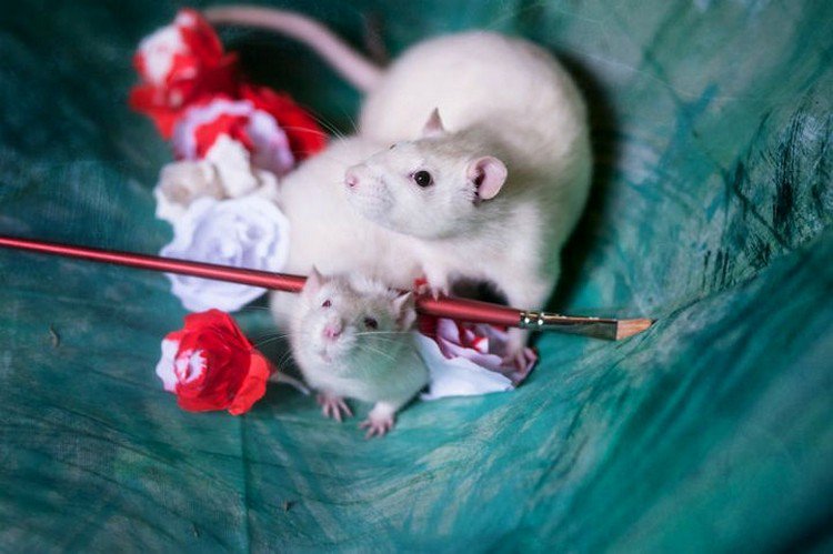 rats painting roses