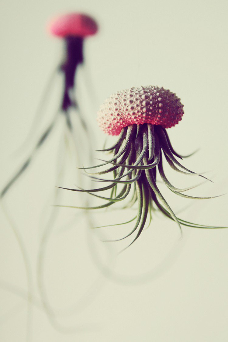 red air plant jellyfish