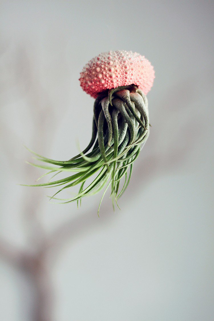 red close up air plant jellyfish