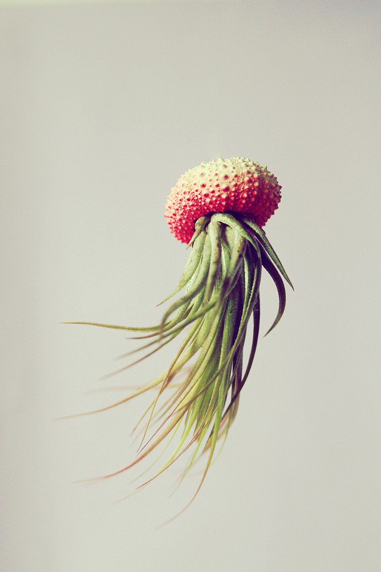 red full air plant jellyfish