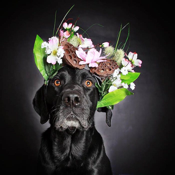 ricky dog with flowers