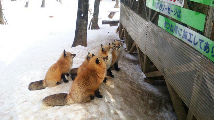 row foxes snow