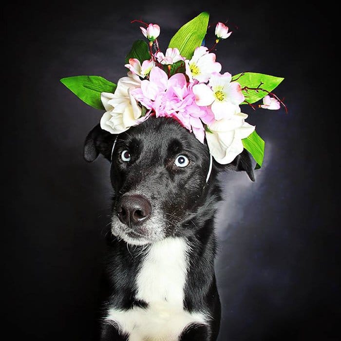 sasha dog with flowers