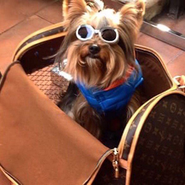 shades dog bag