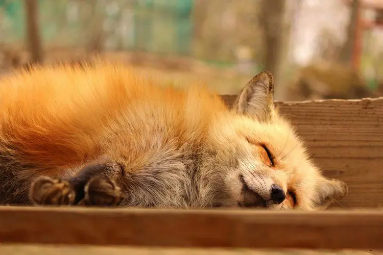 sleeping fox