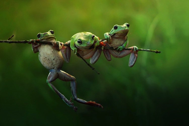sony-frog
